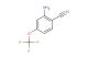 2-amino-4-(trifluoromethoxy)benzonitrile